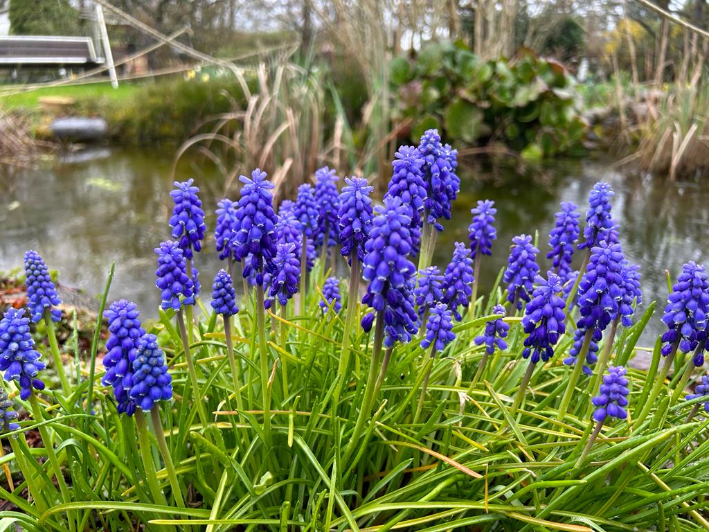Traubenhyazinthen am Ufer des Teichs