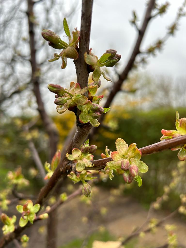 Für die bevorstehende Kirschblüte ist alles vorbereitet. Fehlt nur noch das richtige Wetter.