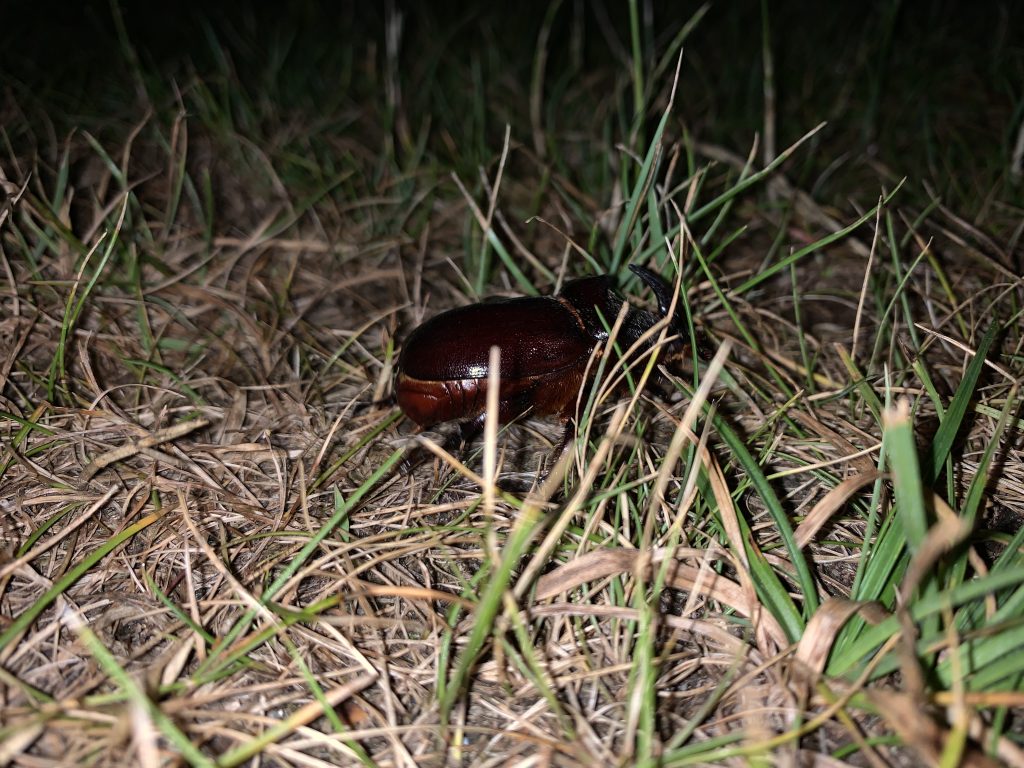 Nashornkäfer auf Wanderschaft
(Archivbild vom 21. Juni 2022)