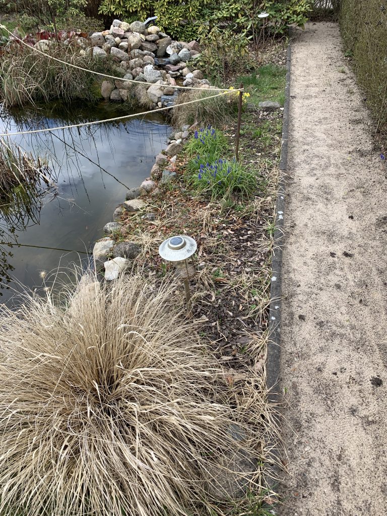 Wildgewachsene Randbepflanzung am Gartenteich