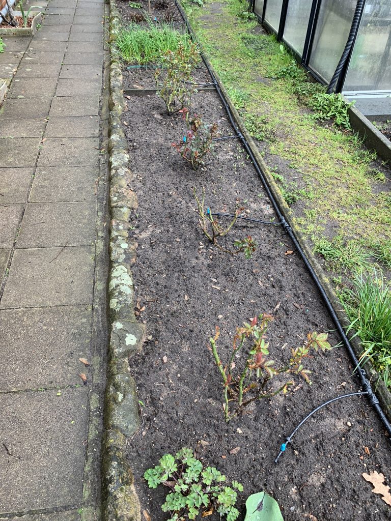 Auf das Microdrip-System umgestellte Rosenbeetbewässerung