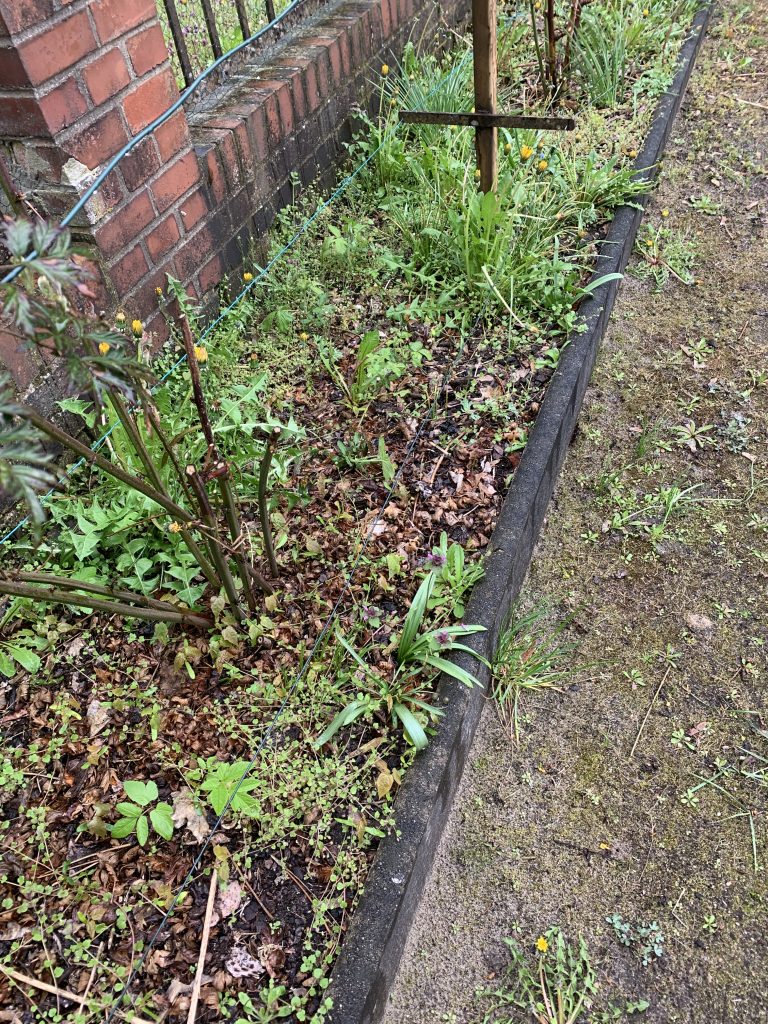 Verwildertes am Friedhof gelegenes Beet