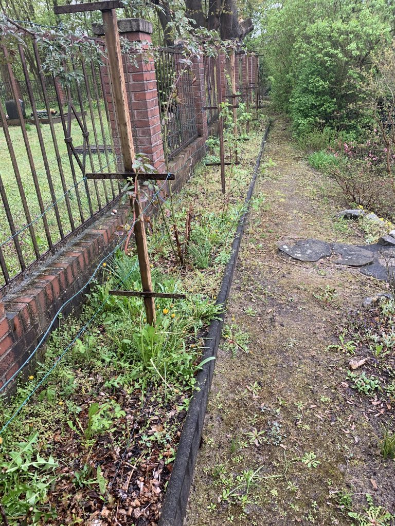 Unkraut soweit das Auge reicht