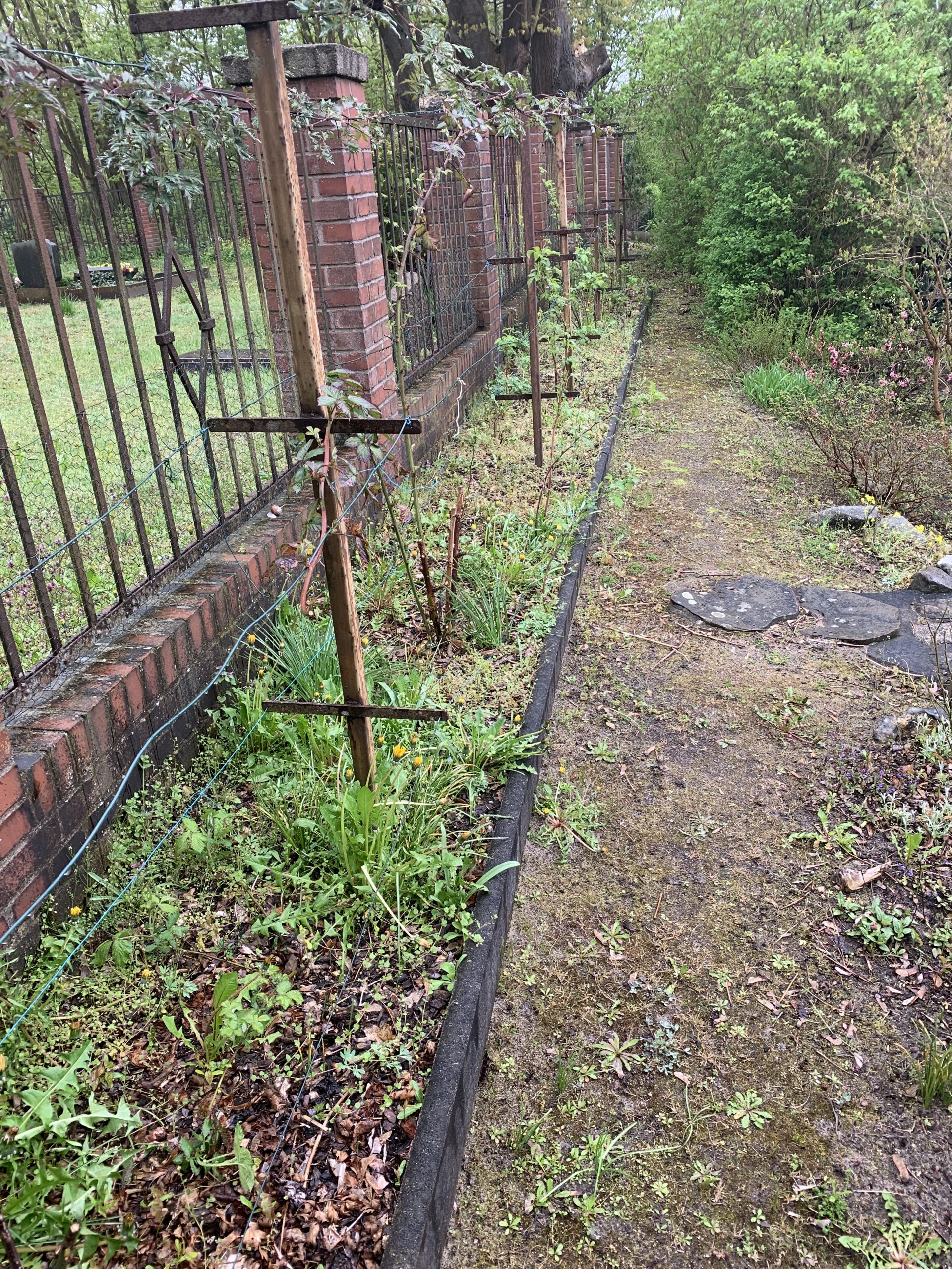 Unkraut soweit das Auge reicht