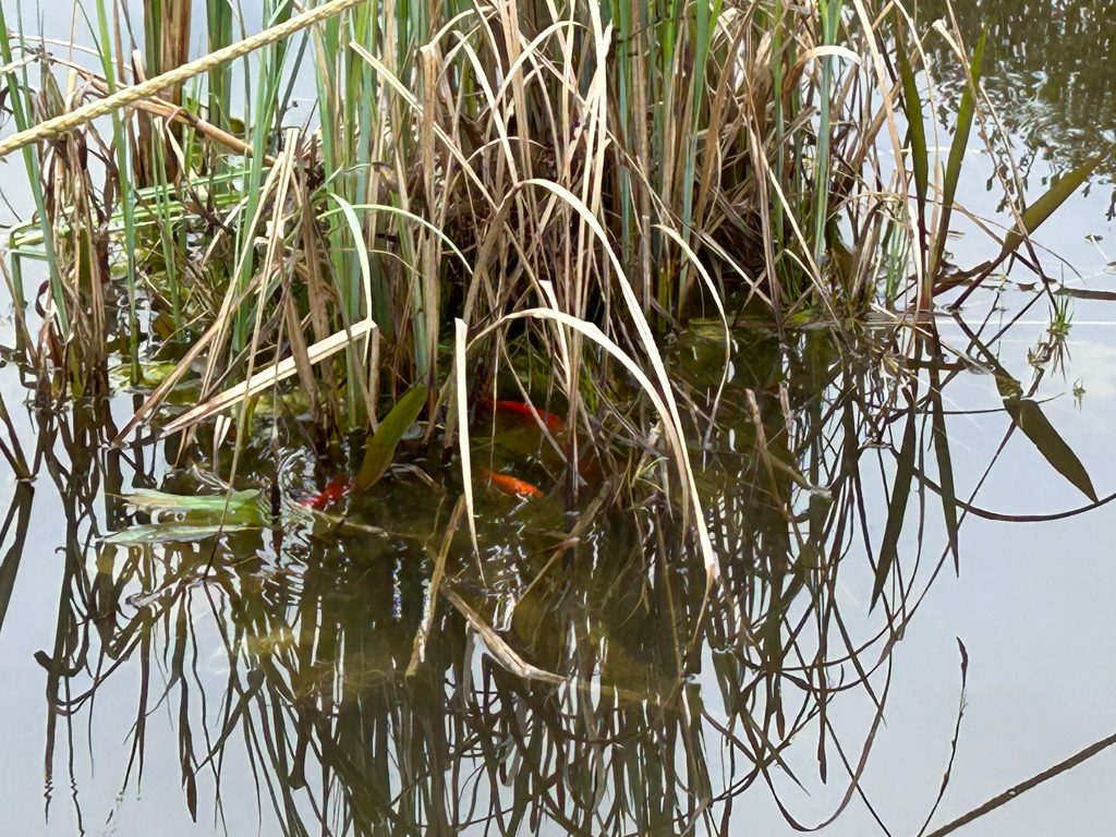 Die Eiablage erfolgt in dicht bewachsenen Gebieten