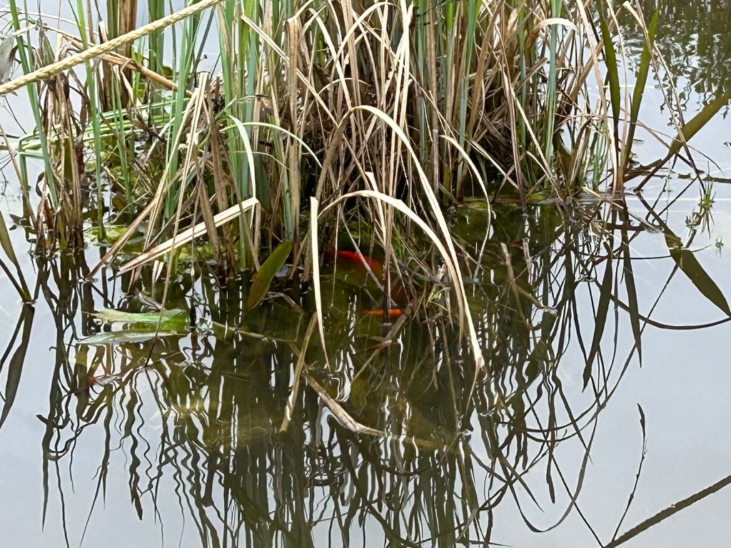 Fische während der Paarungszeit