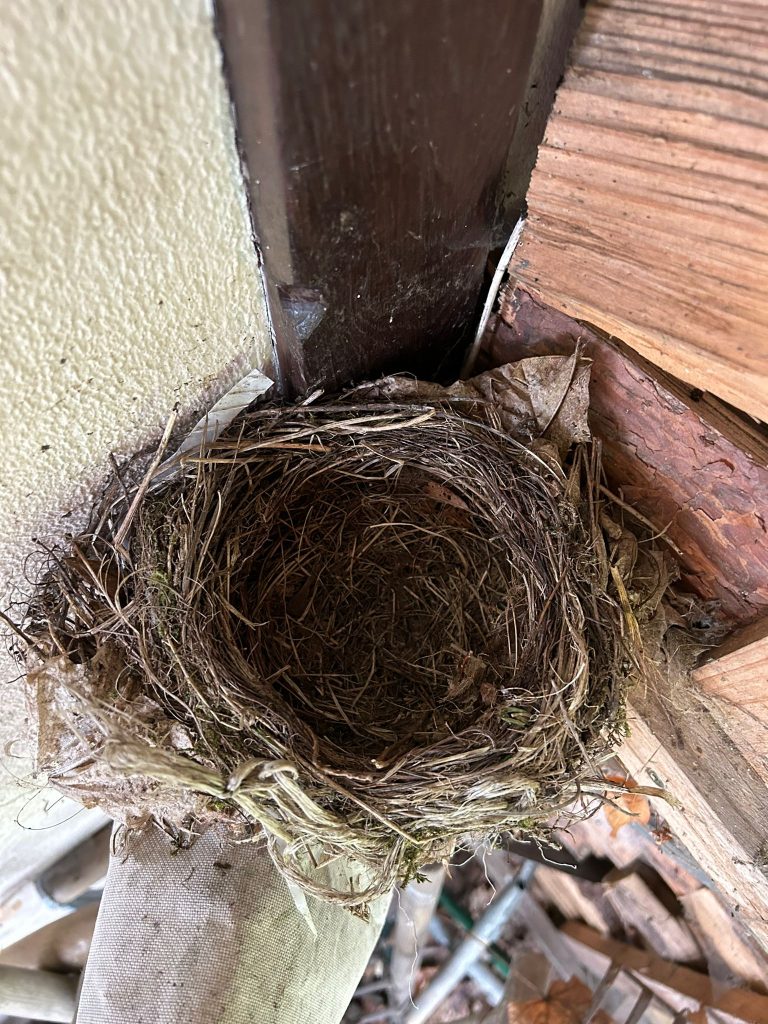 Leere Amsel-Brutstätte