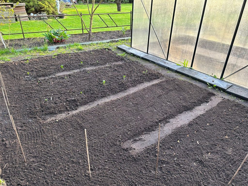 Auffallend auf diesem Bild: Die Mitte März gesteckten Kartoffeln entwickeln sich prächtig