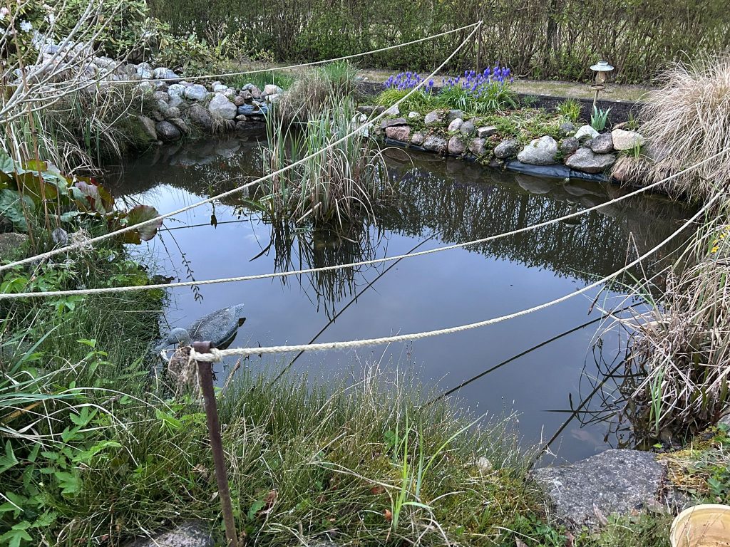 Spiegelglatte Oberfläche, sauberer Untergrund - der Teich nach der Reinigung