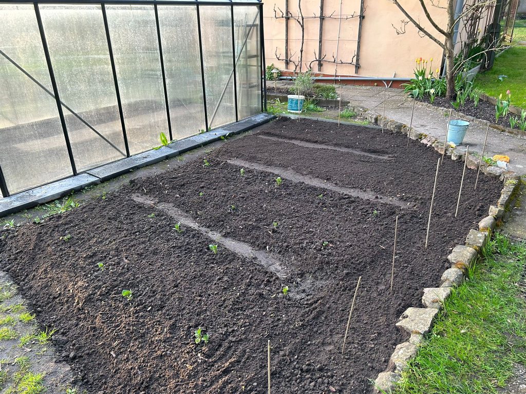 Kartoffeln, Zwiebeln, Rotkohl, Mais und Stangenbohnen sollen hier in diesem Jahr wachsen