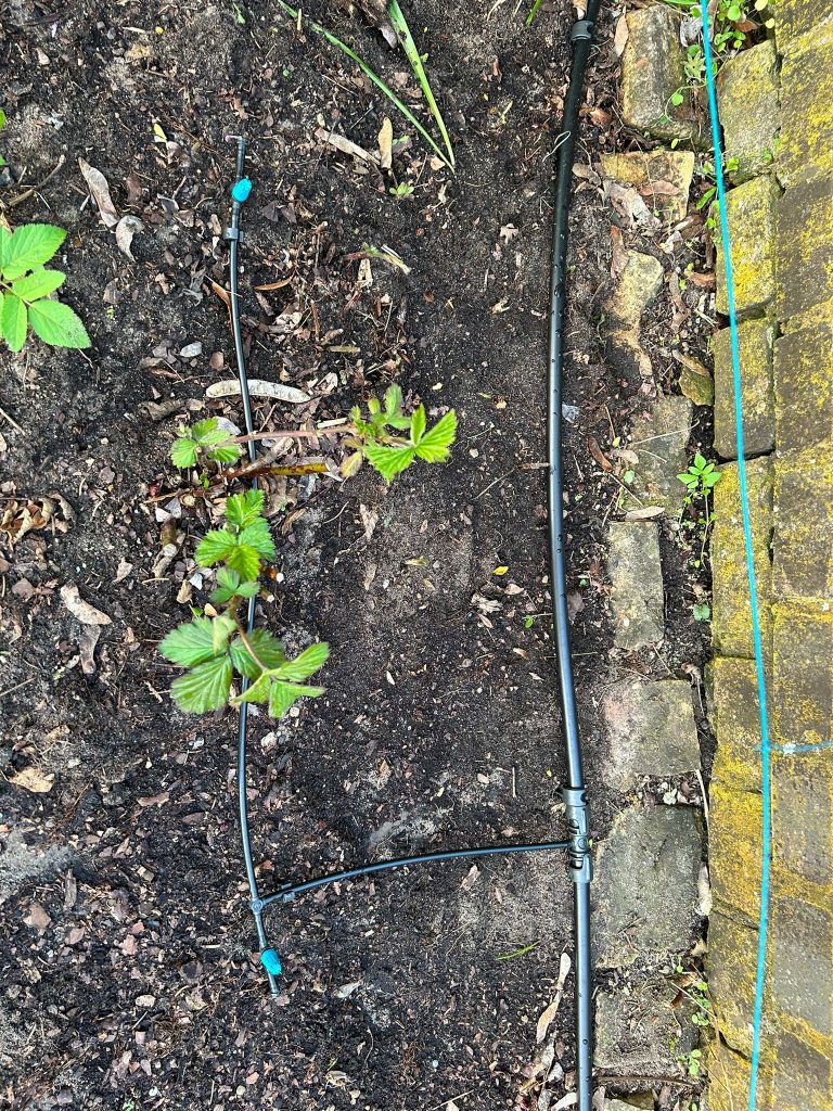 Punktuelle Bewässerung durch das Micro Drip-System