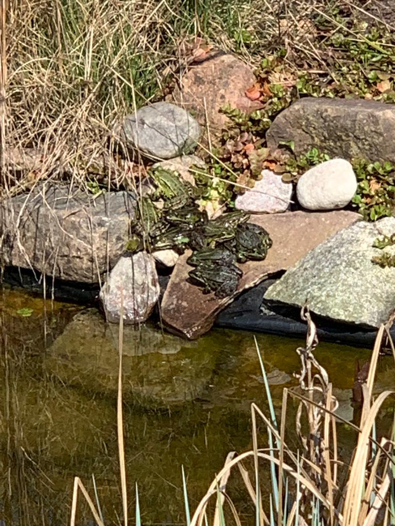 Versammlung auf der Sonnenterrasse am Gartenteich (Aufnahme vom 10.04.2023)
