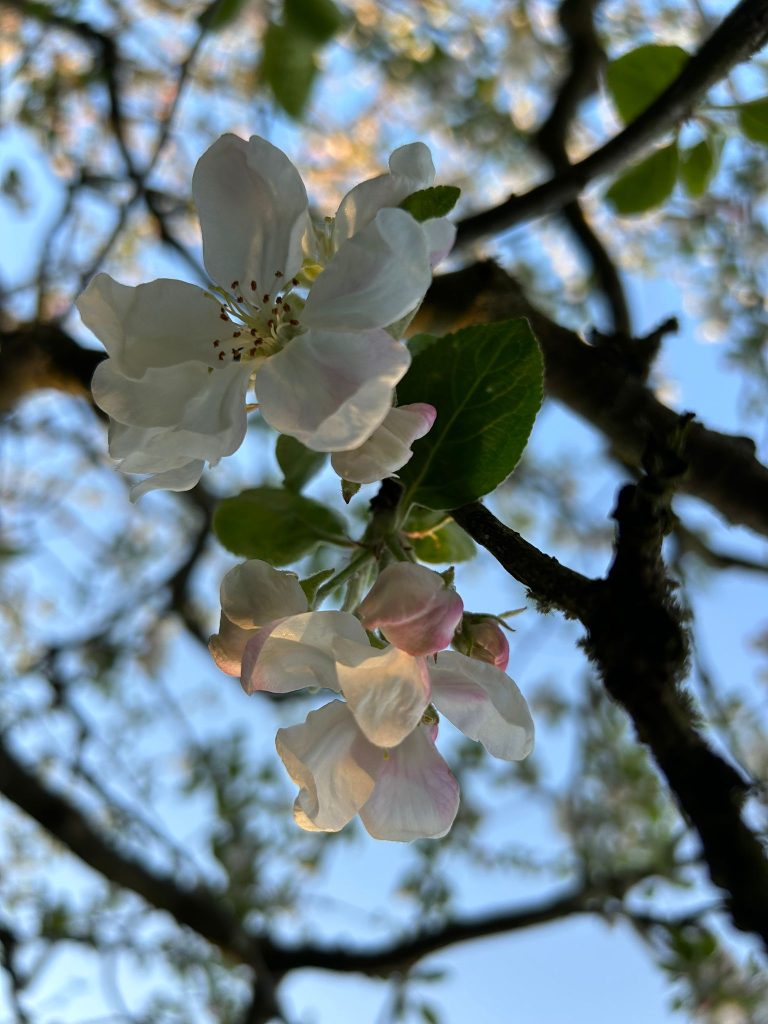 Apfelblüte (2023)