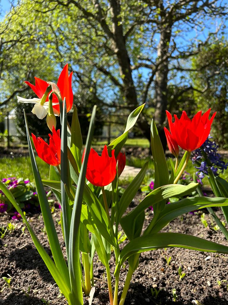 Feuerrote Blüten der im vergangenen Jahr gesteckten Tulpen(zwiebeln) im Frühblüherbeet