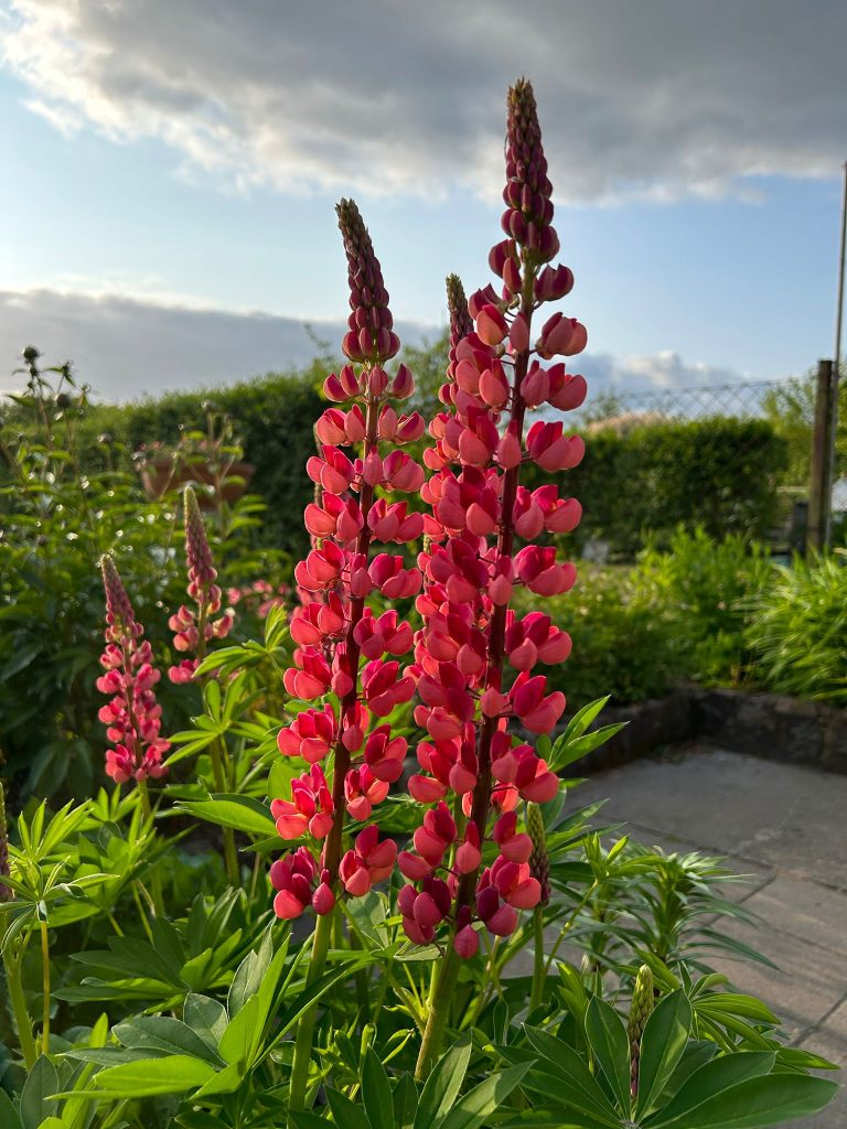Rote, von der Sonne angestrahlte Lupine im Beet vor der Terrasse