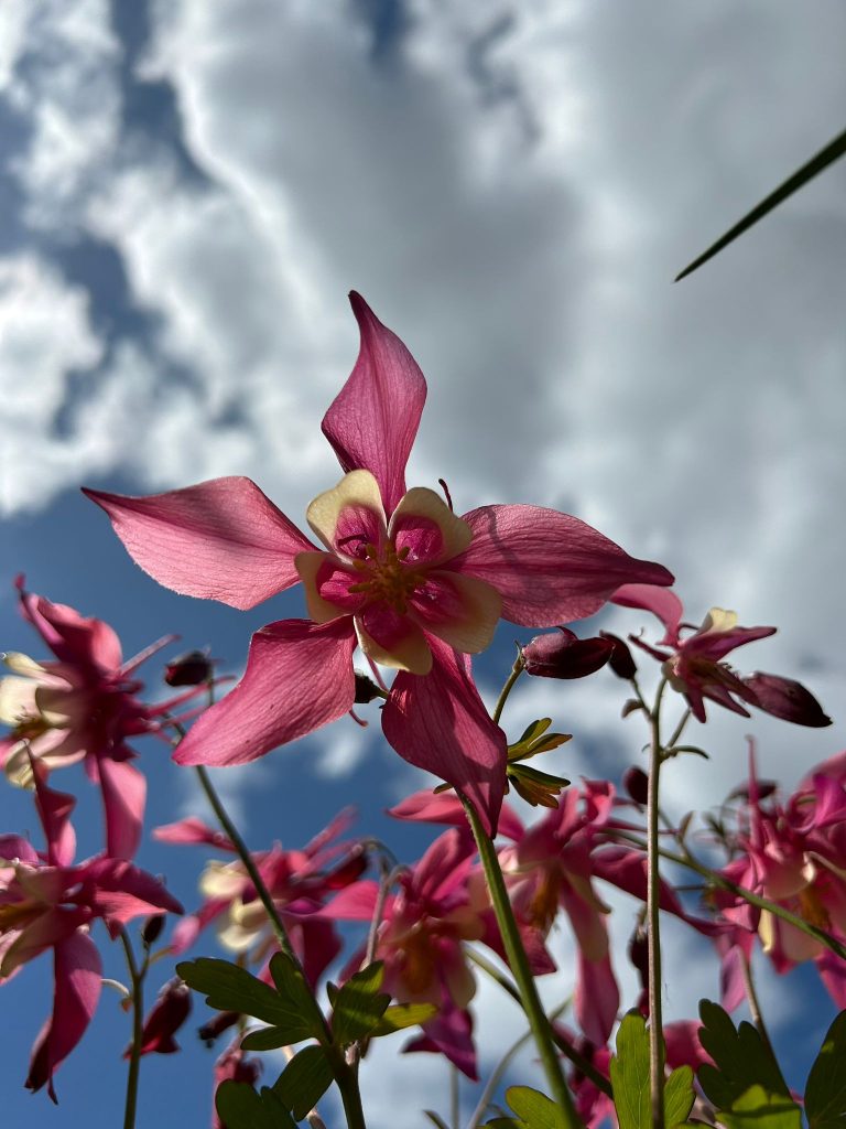 In Vollblüte stehende Akelei im Staudenbeet