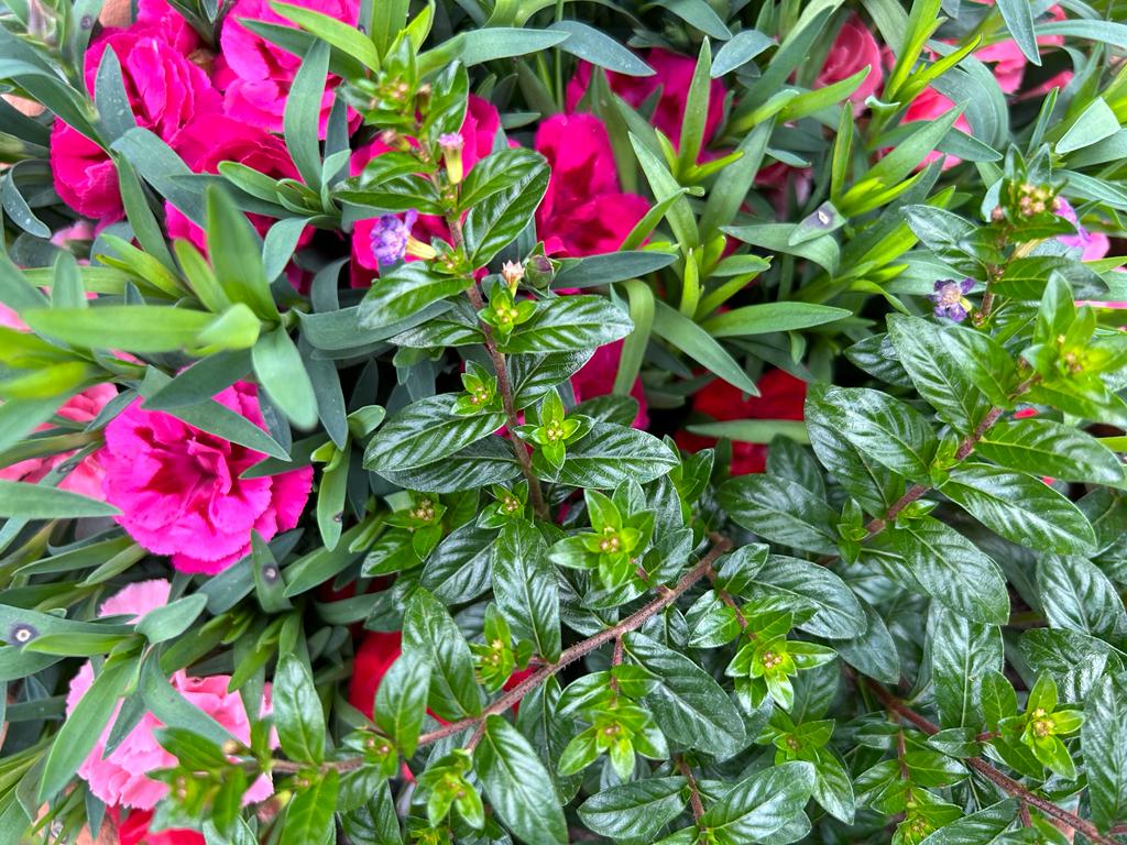 "Falsches Heidekraut" in Kombination mit Nelken