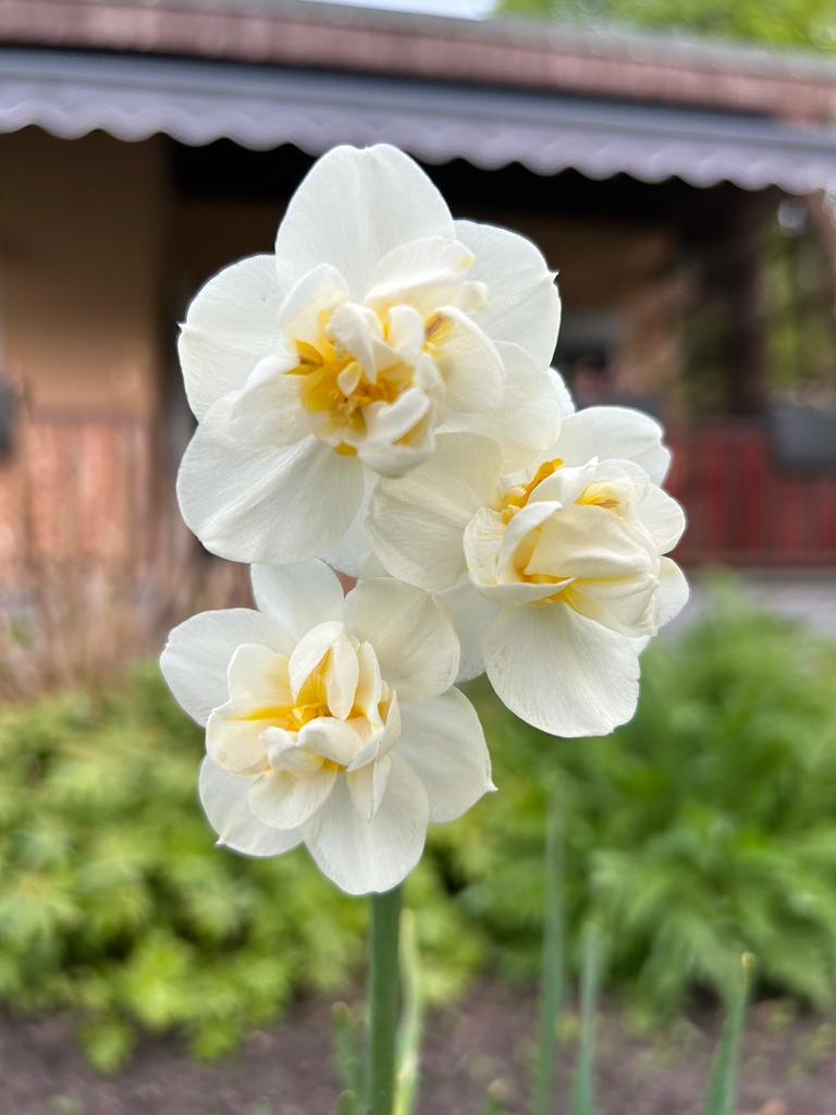 Narzisse (oder auch Osterglocke oder Kotzblume genannt) "Replete" im Beet vor unserer Terrasse