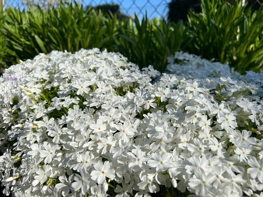 Weißer Polster-Phlox am schmalen Beet entlang der Einfahrt