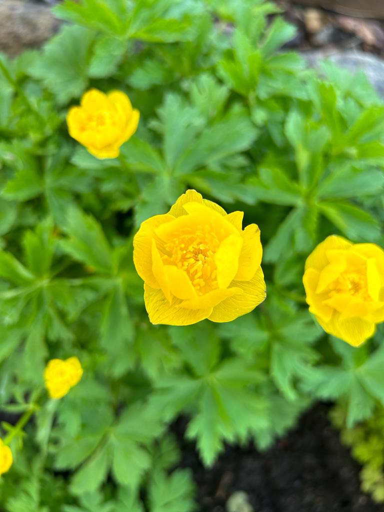 "Europäische Trollblume" - direkt vor unserer Terrasse