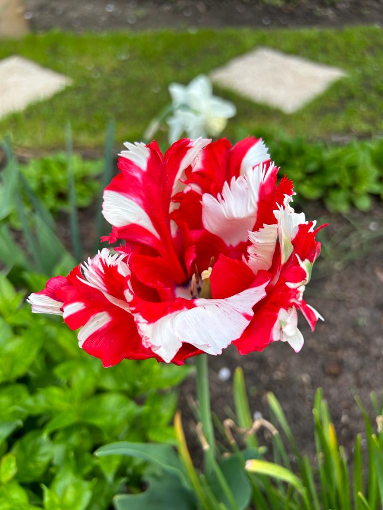 Papageientulpe "Estella Rijnveld" (Frühblüherbeet)