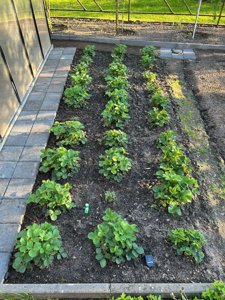 Bis auf zwei Ausnahmen sehen alle Erdbeerpflanzen richtig gut aus