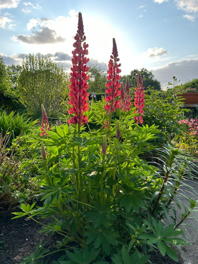Der Blütenstand wird bis zu 50 Zentimeter lang