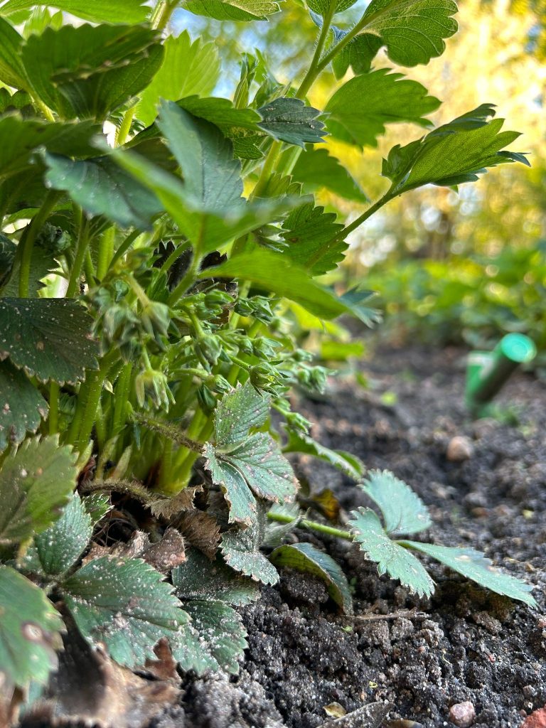 Blütenansätze wohin das Auge schaut