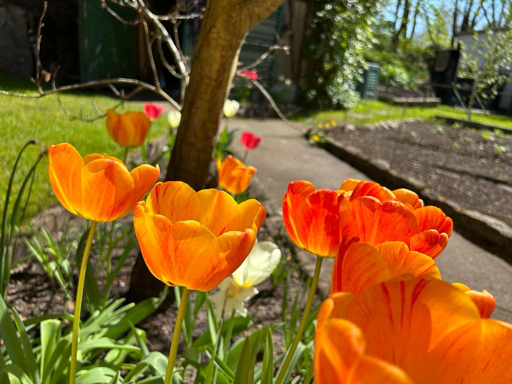 Ein Meer aus Tulpen unterm Pfirsichbaum