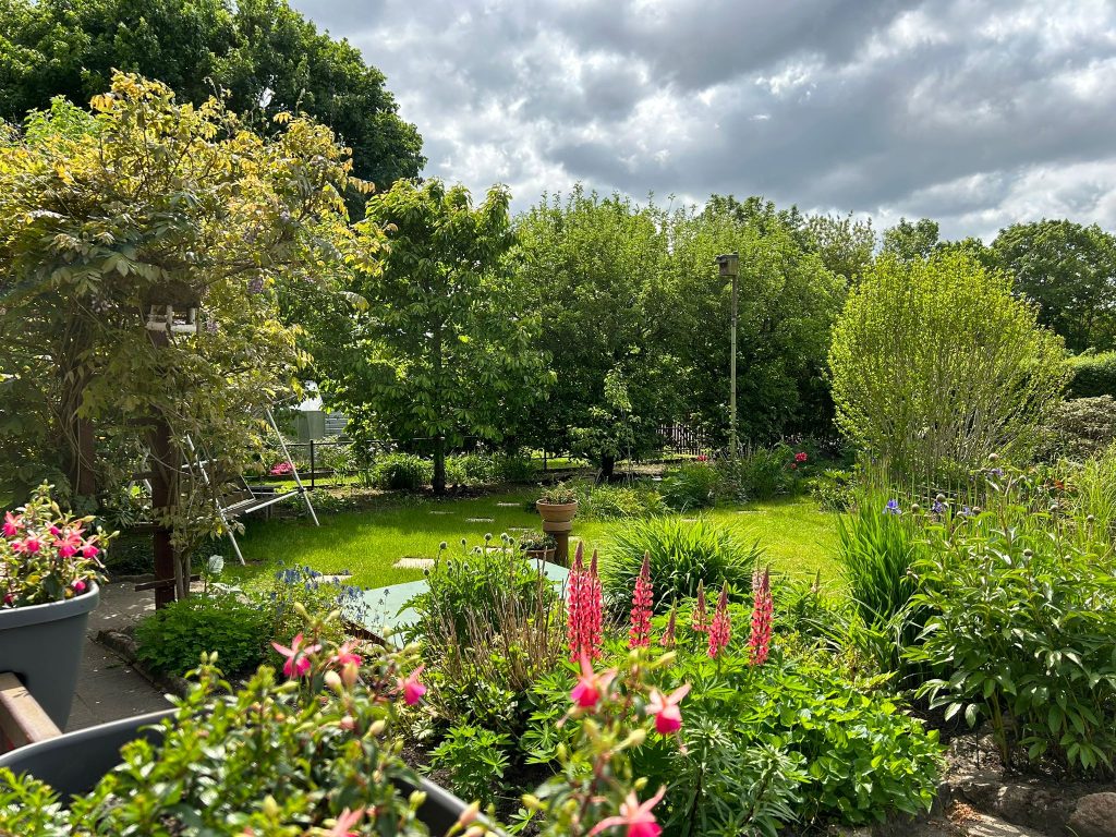 Die Hortensie neben der Lupine kann "einpacken" - die geht da gerade irgendwie unter