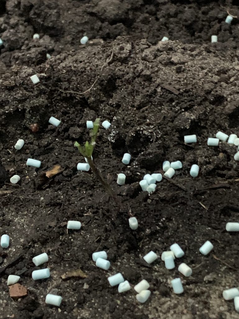 Abgefressenes Paprikapflänzchen