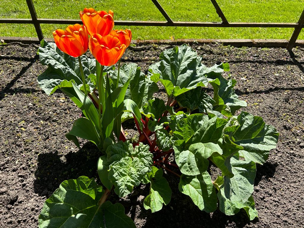 Tulpe direkt neben dem Rhabarber (Altbestände)