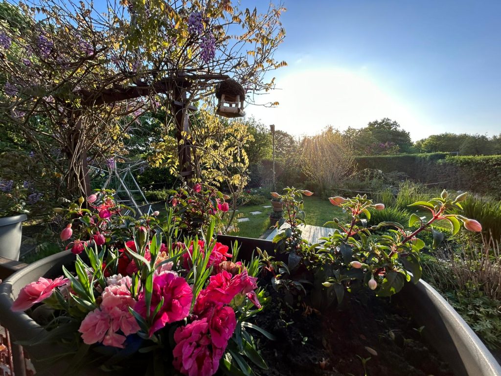 Vom Blauregen umrankte Pergola (oben rechts im Bild), Fuchsien und Nelken im Balkonkasten am Geländer der Terrasse (unten)