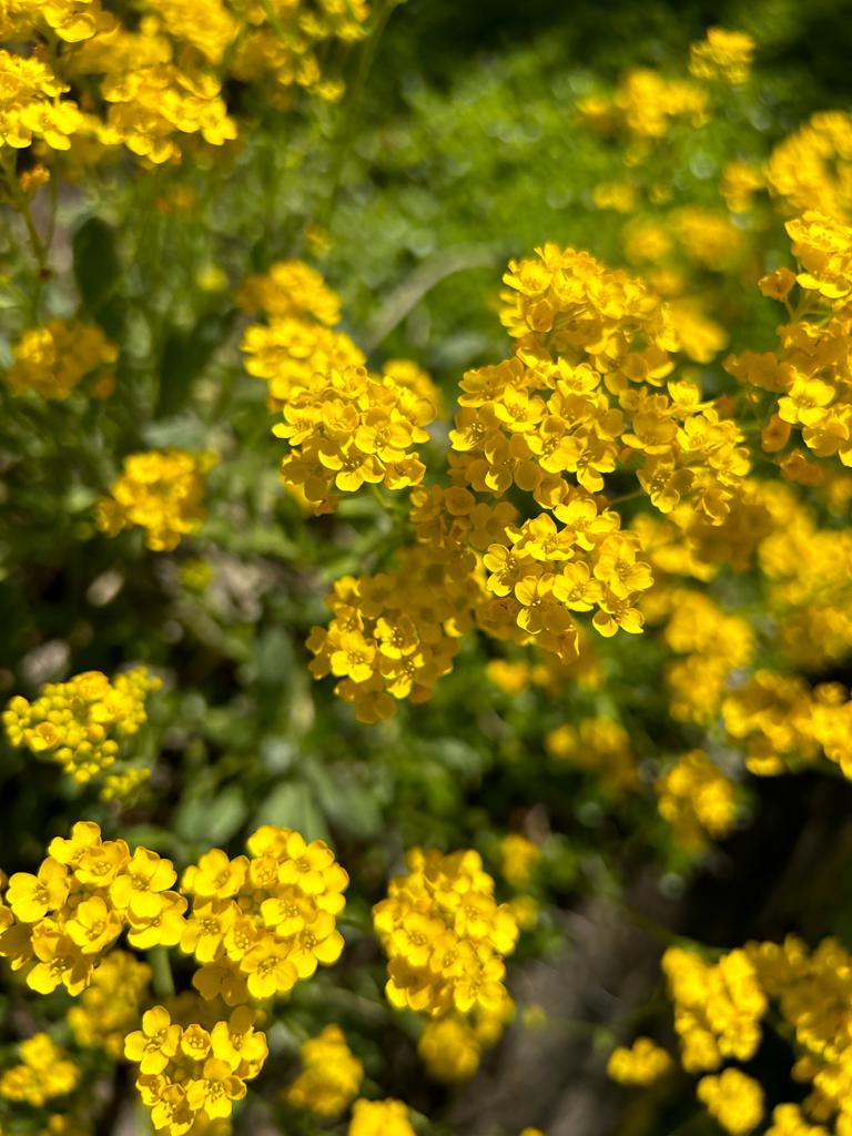 Gelbe Schafgarbe im Hangbeet zum Friedhof