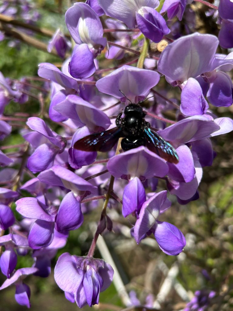 Eine Holzbiene beim Frühstück