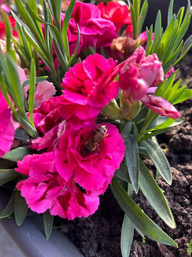 "Bitte bedienen Sie sich." - Eine Biene auf Nahrungssuche in unseren "Terrassen-Nelken"