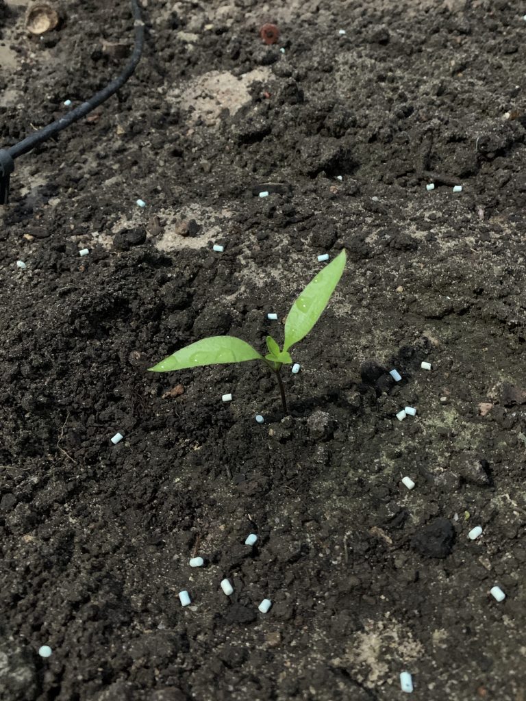 Gesundes Paprikapflänzchen