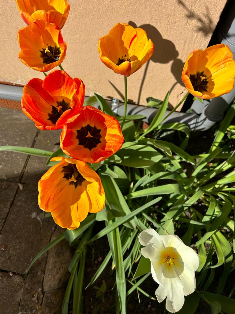 Noch mehr Tulpen unterm Pfirsichbaum (Altbestand)