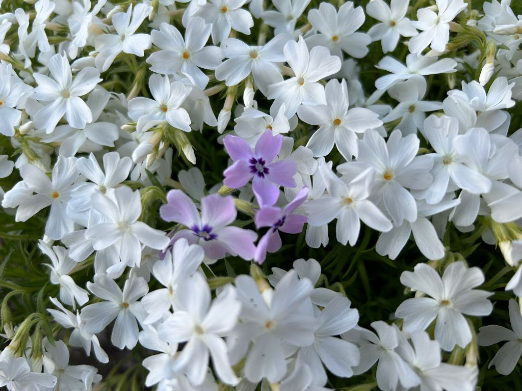 Die "verlorene Tochter"