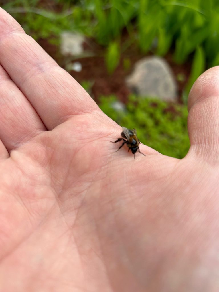 Ein Hummel-Junges auf einer Handfläche