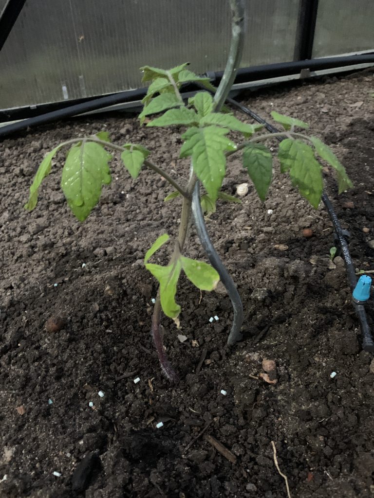 Gesundes Tomatenpflänzchen