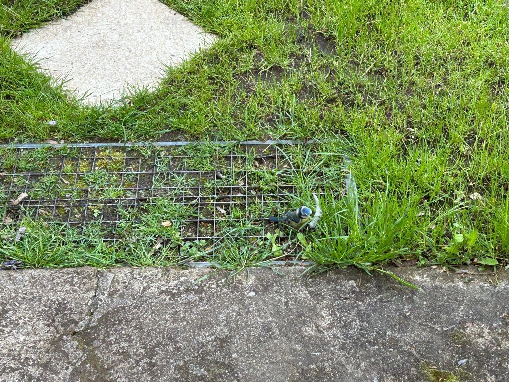 Hat da etwa jemand Nachwuchs bekommen?
Eine Meise auf Federsuche