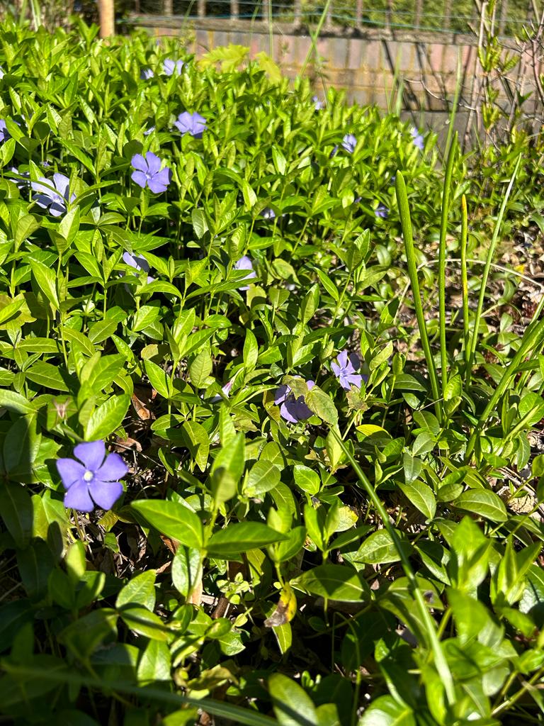 "Kleines Immergrün" in Hanglage im Friedhofsbeet