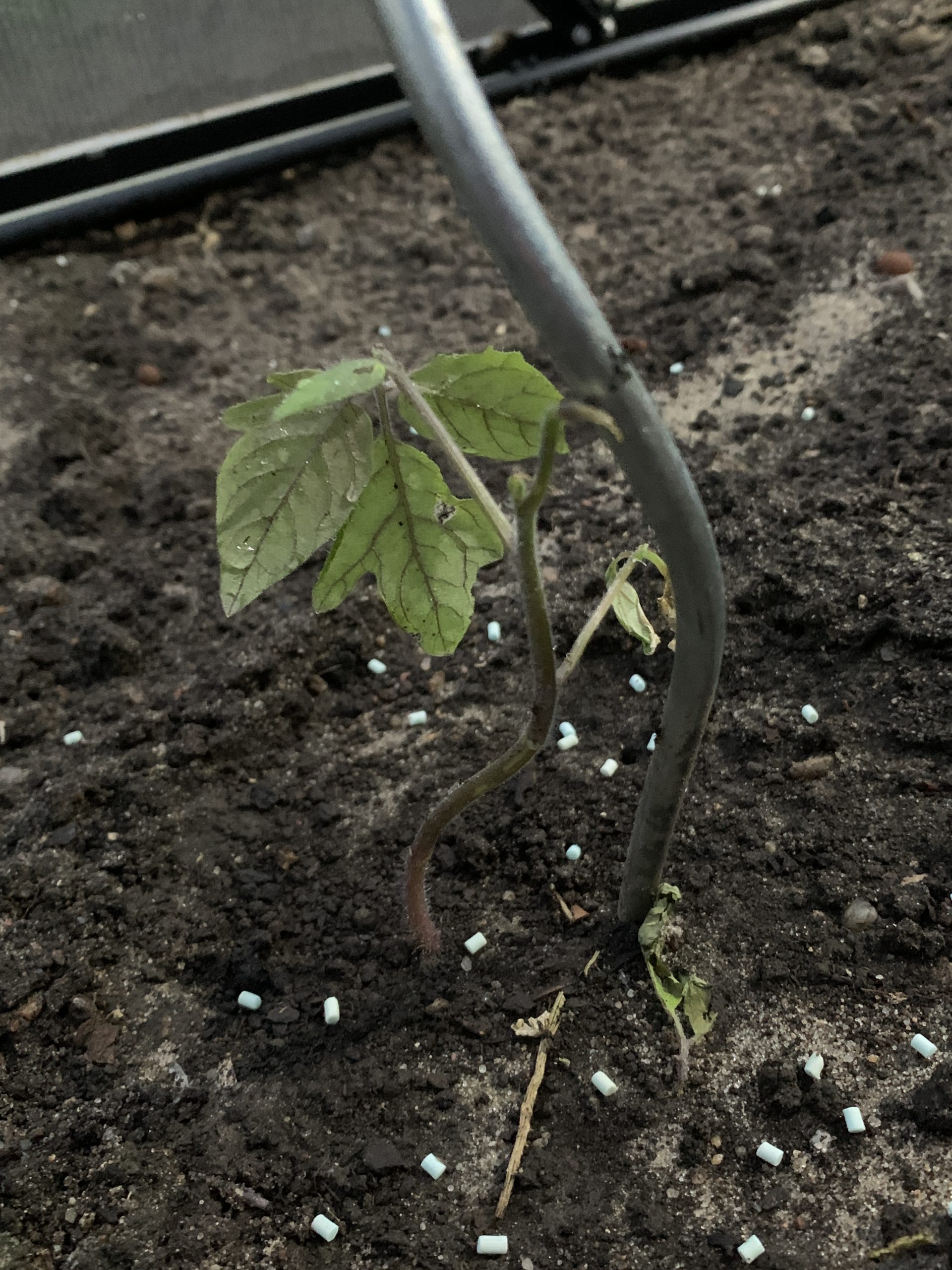 Angeknabbertes und nun dem Tode geweihtes Tomatenpflänzchen