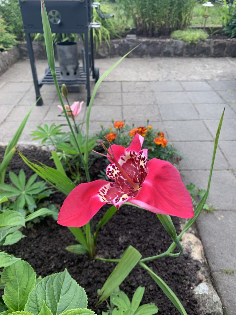 Rote Tigerlilie
(Archivaufnahme vom 13. Juli 2022)