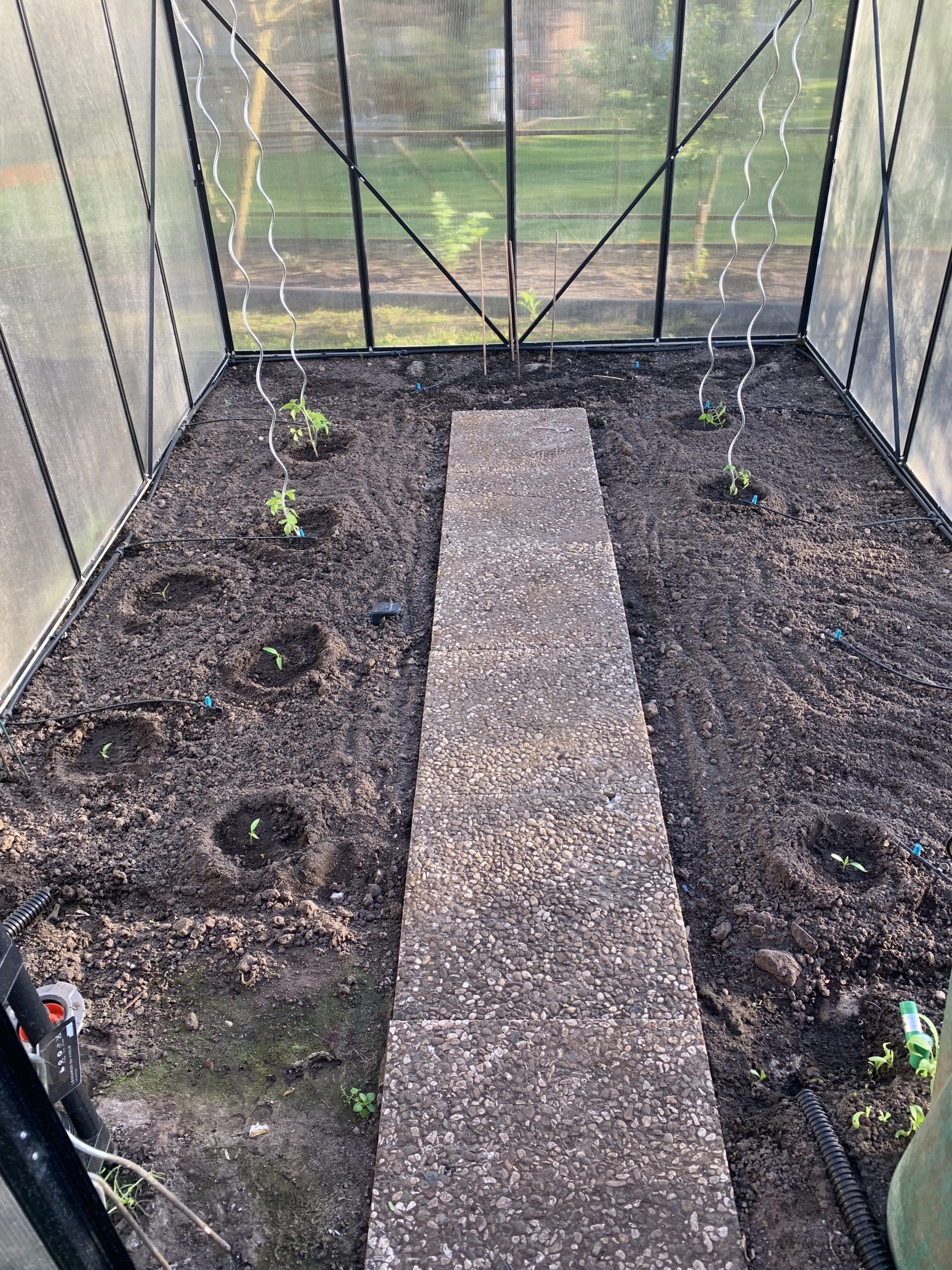 Auspflanzung von Tomate und Paprika