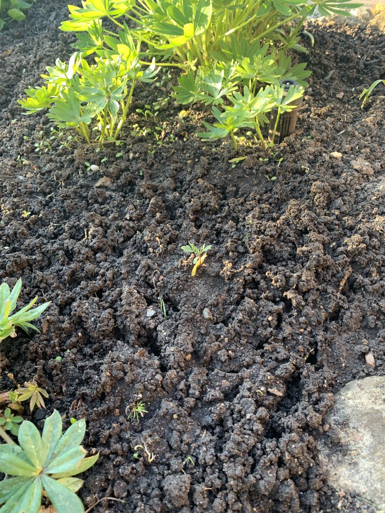 Die im Bild oben zu sehenden Winterlinge wirken im Vergleich zur kleinen Tagetes wie Riesen