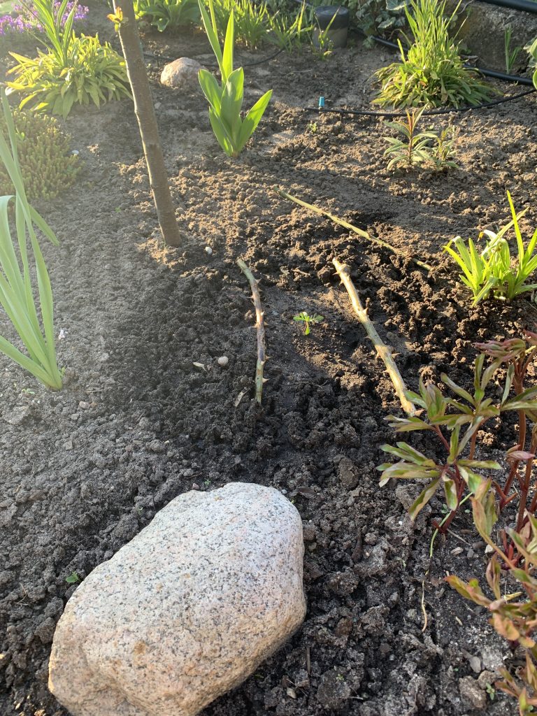 Schnittgut von der alten Kletterrose soll die "böse Miezekatze" daran hindern dort ihre Notdurft zu verrichten