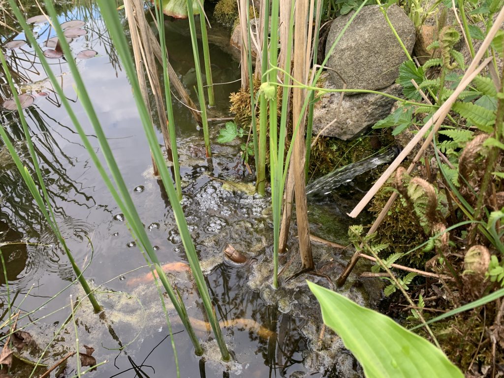 Künstliche Quelle bringt Bewegung in den Teich