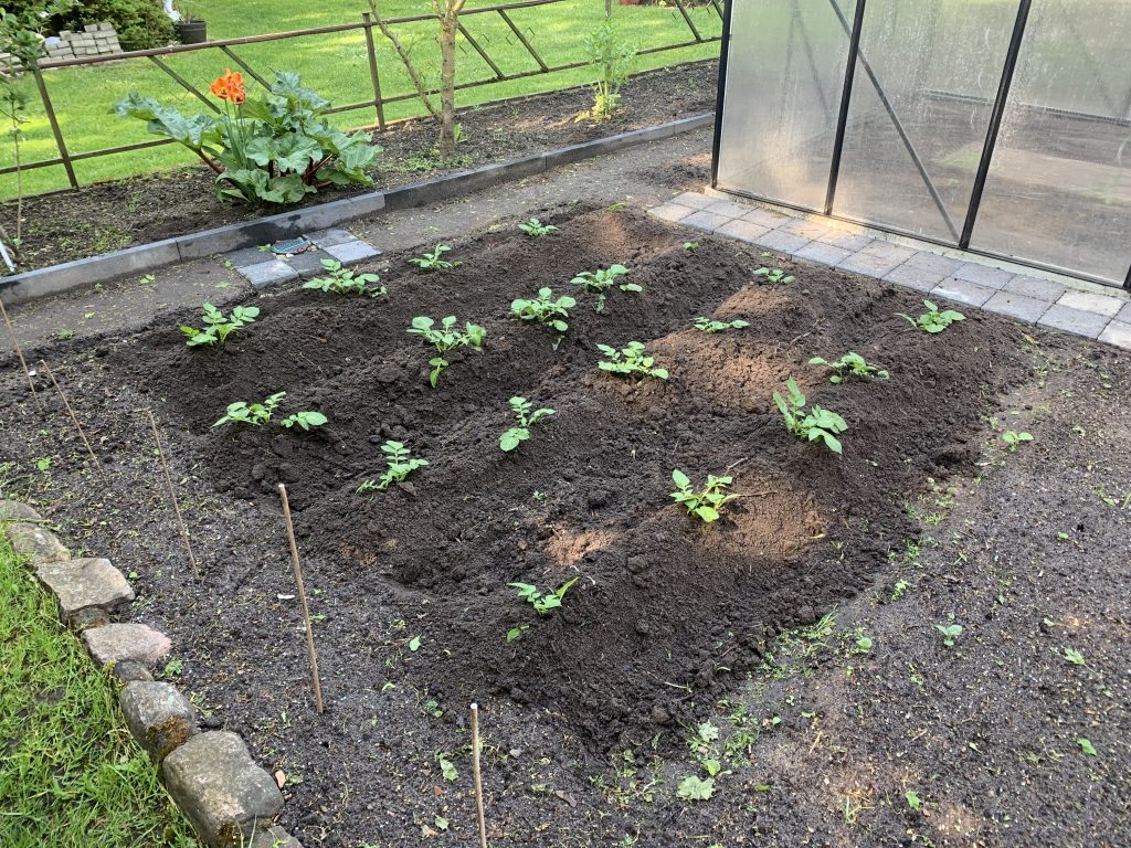 Angehäufelte Kartoffeln